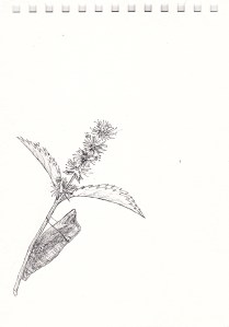 This chrysalis attached to a branch represents the pupal stage when a butterfly undergoes its metamorphosis. The California Indian basket makers seemed to emulate nature when they engineered baskets.