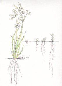 California Indian basket makers learned about the materials for engineering durable baskets by observing nature. The sedges used in many baskets have long root systems that evolved with local climate change. Today these native plants are being planted again for sustainable landscaping so that what is ancient is new again.