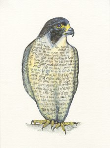 Peregrine falcon, drawn by Meredith Eliassen, 2015.