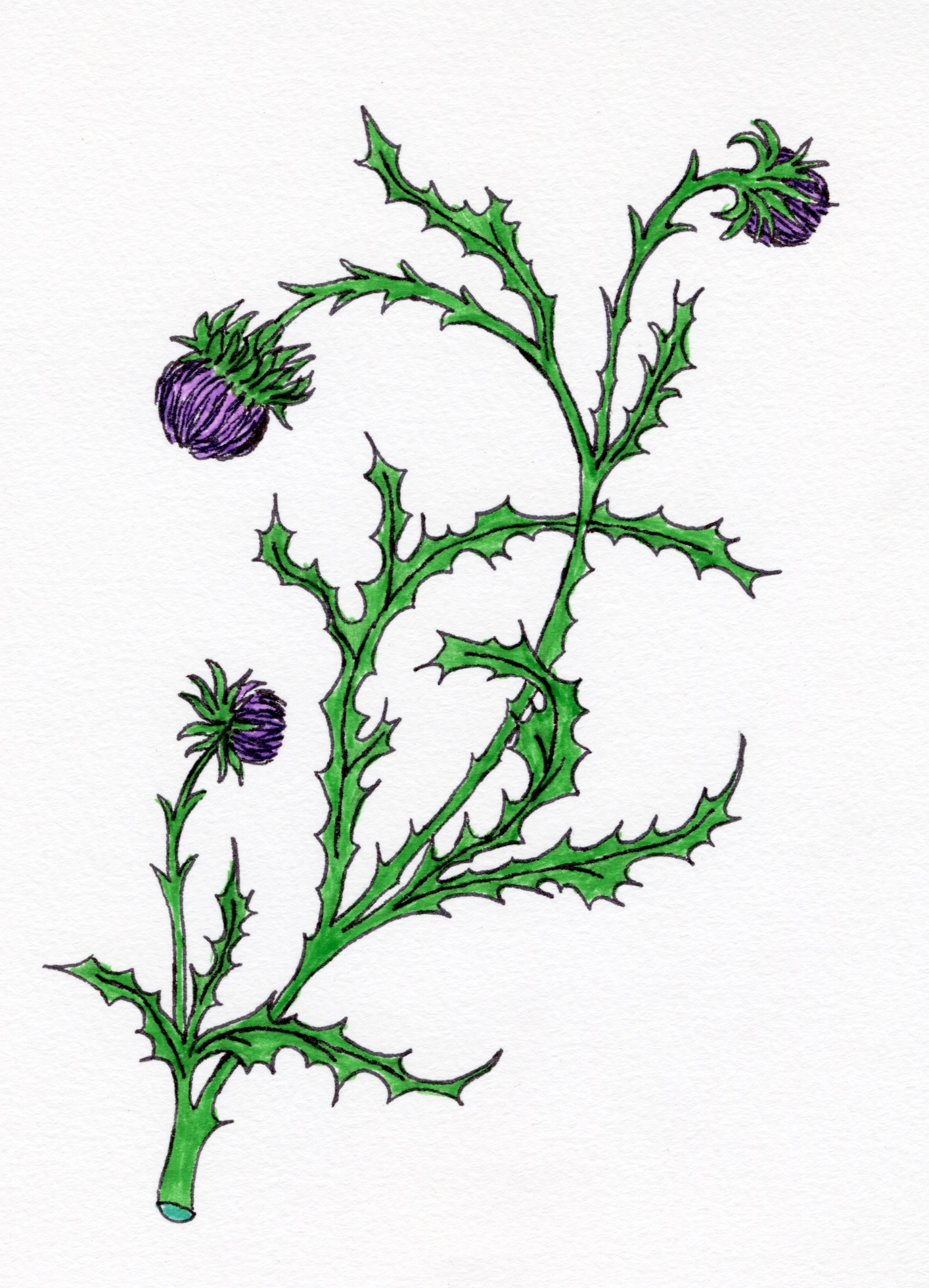 Thistle